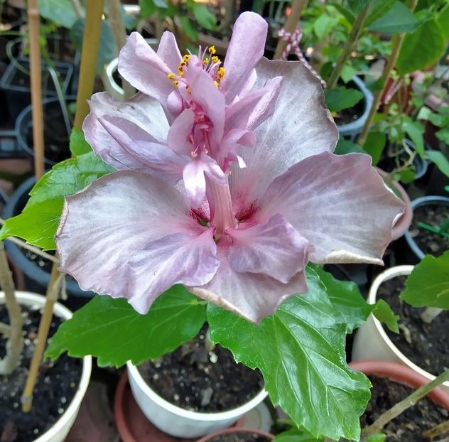  - Hibiscus Blue Diamond