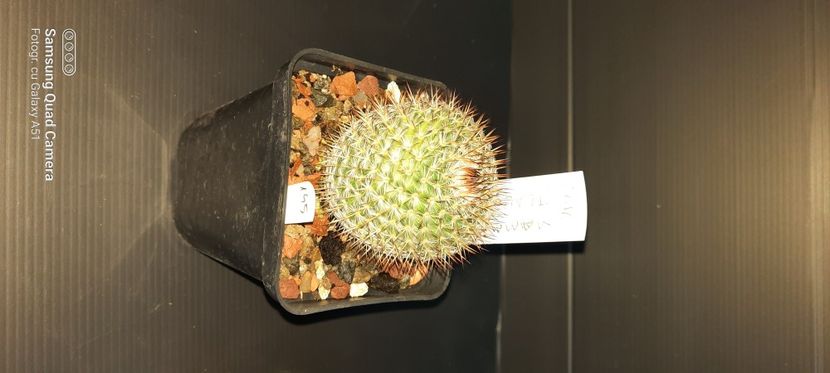  - Plante pentru schimb sau vanzare