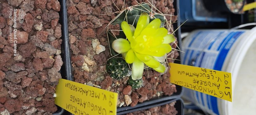  - Cactusi infloriti 2021