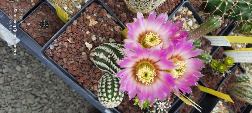  - Cactusi infloriti 2021