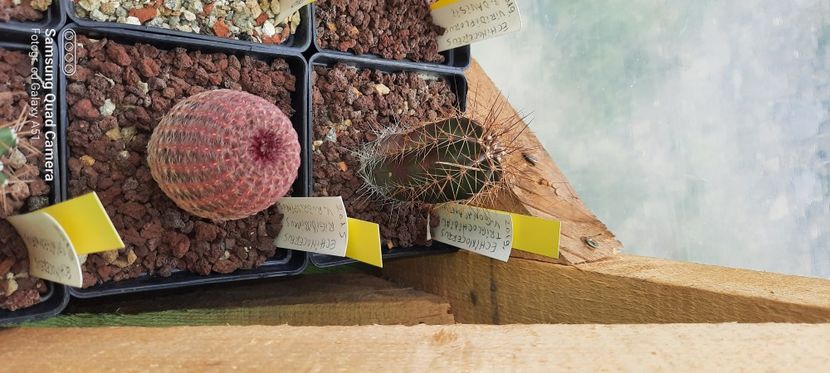  - Cactusi infloriti 2021