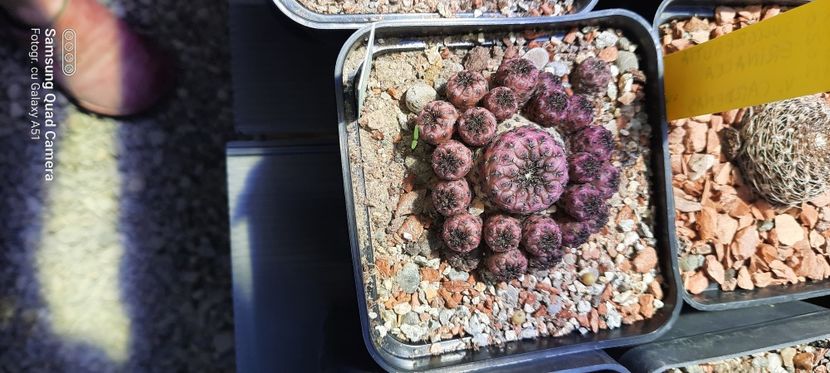  - Cactusi infloriti 2021