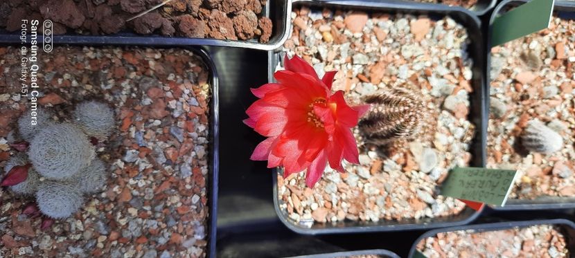  - Cactusi infloriti 2021