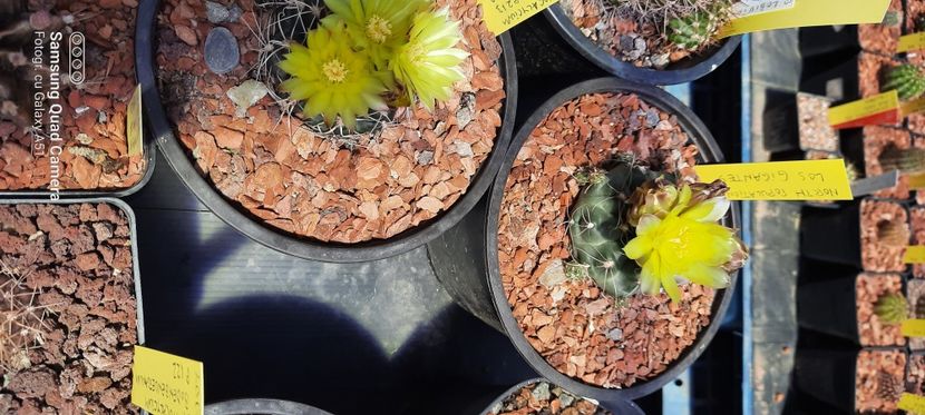  - Cactusi infloriti 2021