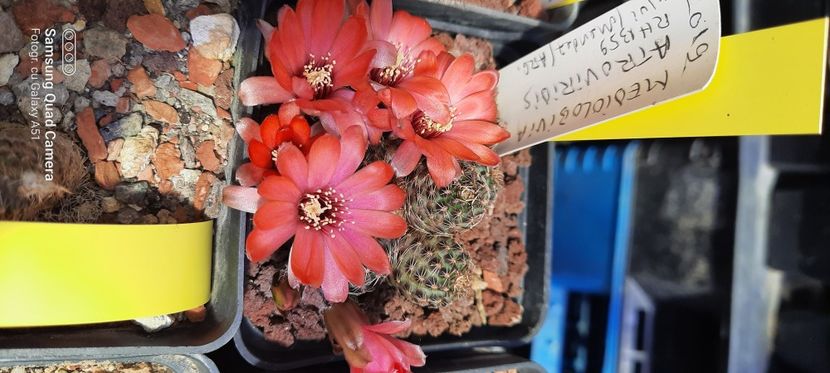  - Cactusi infloriti 2021