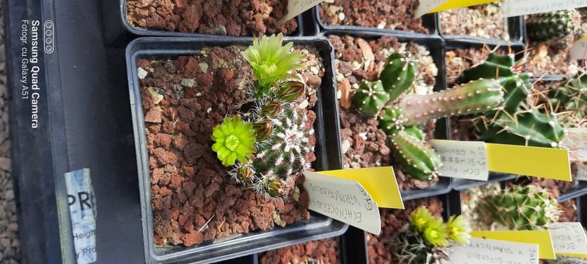  - Cactusi infloriti 2021