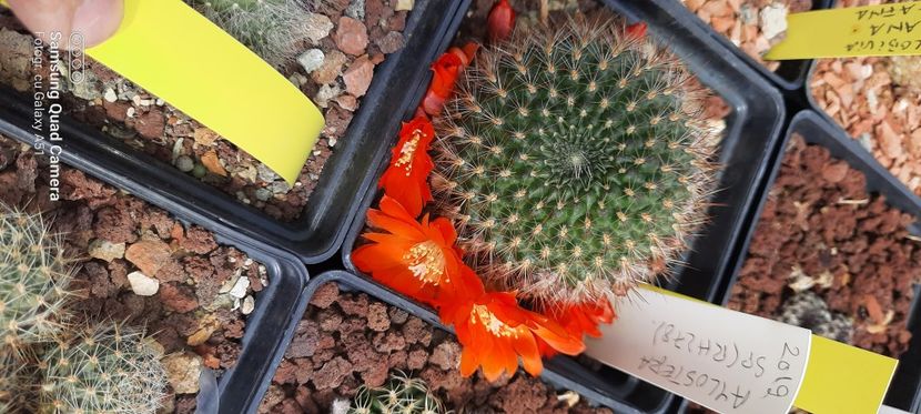  - Cactusi infloriti 2021