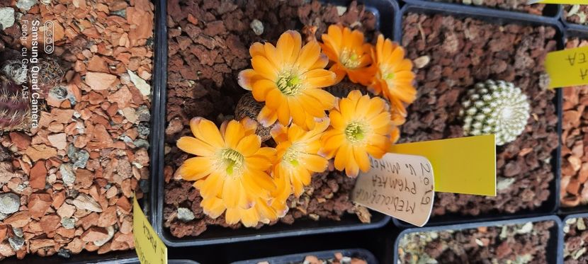  - Cactusi infloriti 2021