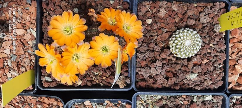  - Cactusi infloriti 2021