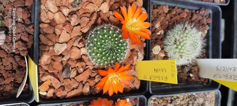  - Cactusi infloriti 2021