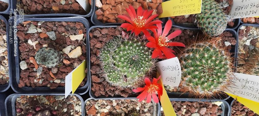  - Cactusi infloriti 2021