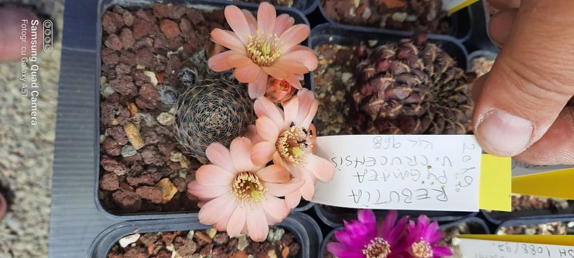  - Cactusi infloriti 2021