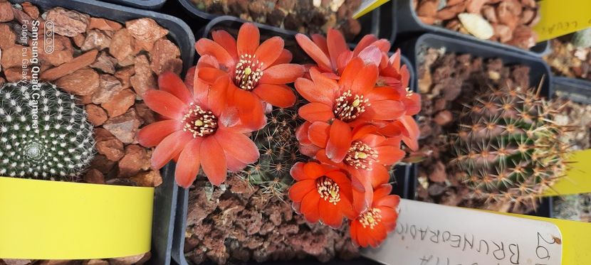  - Cactusi infloriti 2021