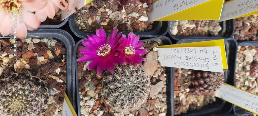  - Cactusi infloriti 2021