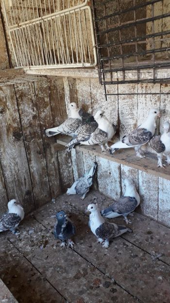  - PORUMBEI SATINEȚI