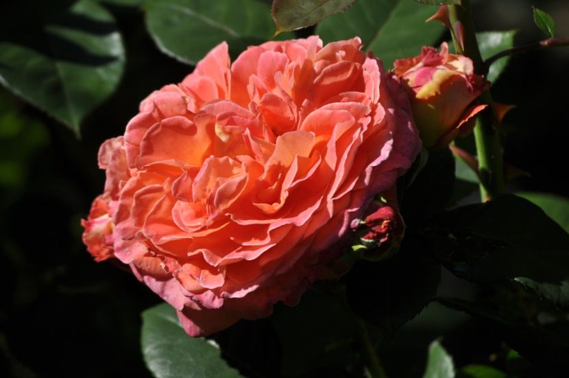 _DSC0176 - VARA 2021