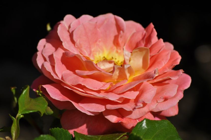 _DSC0181 - VARA 2021