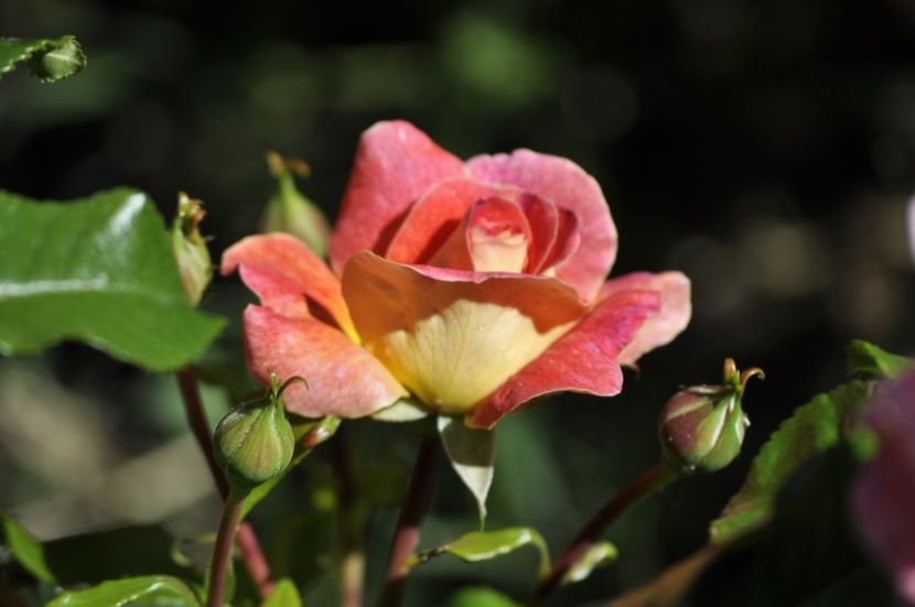_DSC0182 - VARA 2021