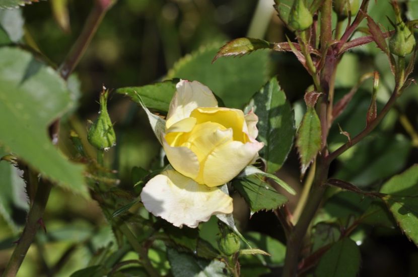 _DSC0197 - VARA 2021