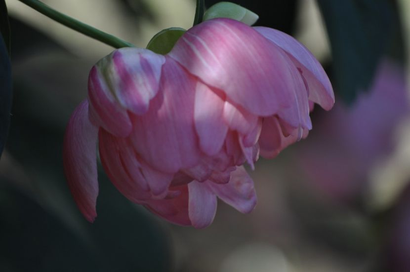 _DSC0198 - VARA 2021