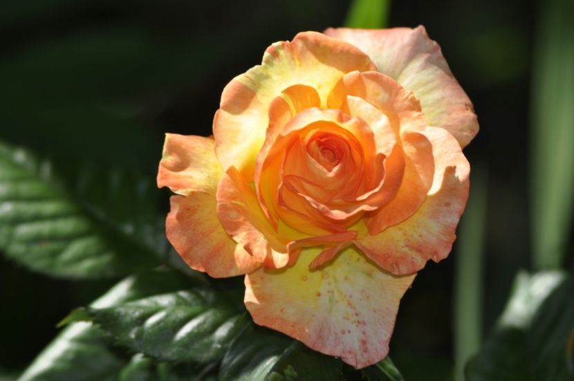 _DSC0199 - VARA 2021