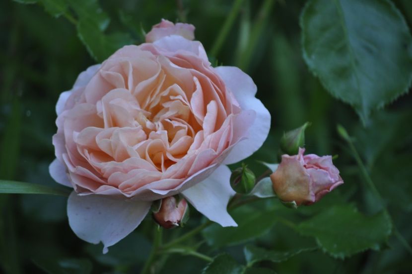 _DSC0204 - VARA 2021