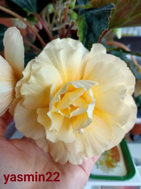  - 1 Achiziție nouă