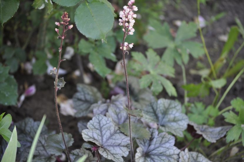 _DSC0208 - VARA 2021