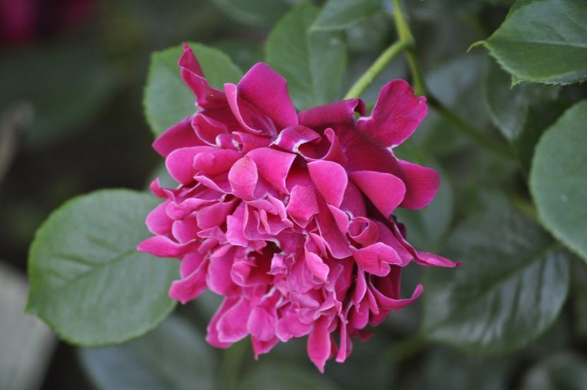 _DSC0213 - VARA 2021