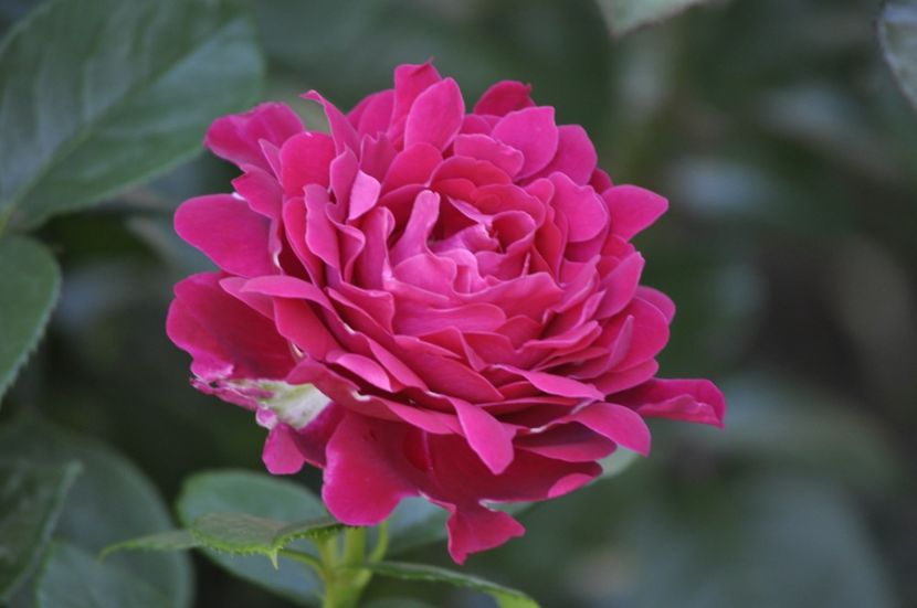 _DSC0215 - VARA 2021