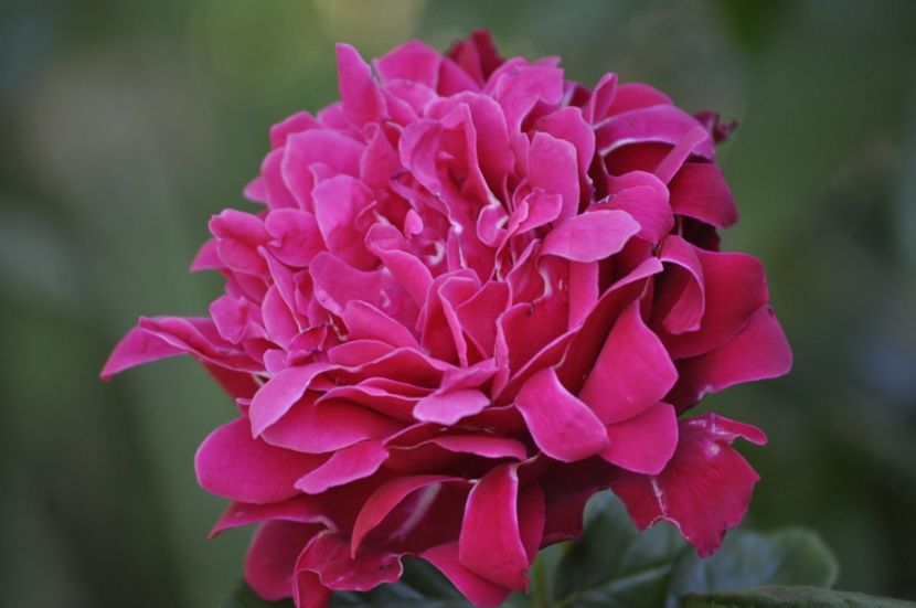 _DSC0216 - VARA 2021