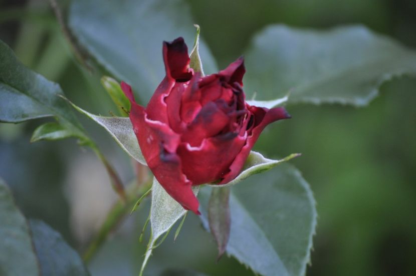 _DSC0218 - VARA 2021