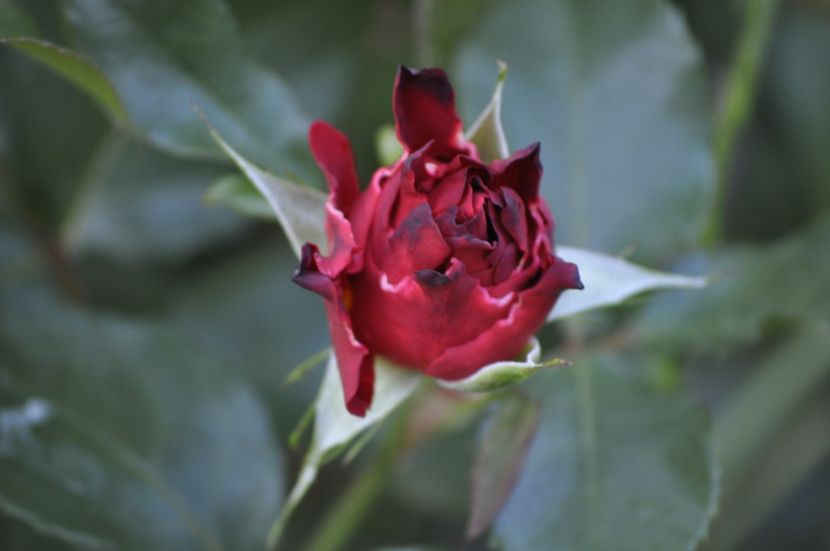 _DSC0219 - VARA 2021