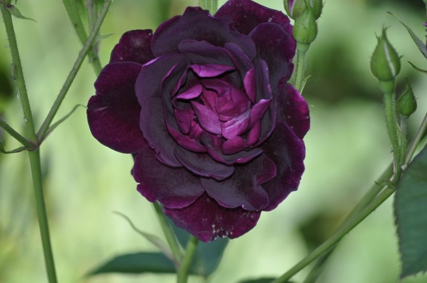 _DSC0220 - VARA 2021