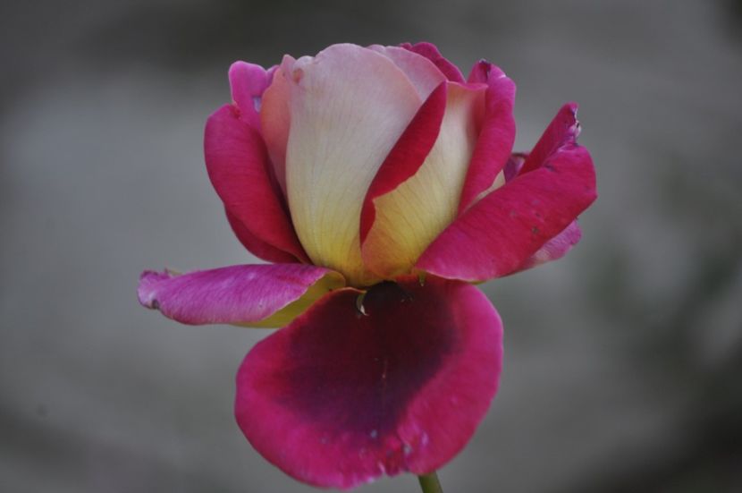 _DSC0223 - VARA 2021