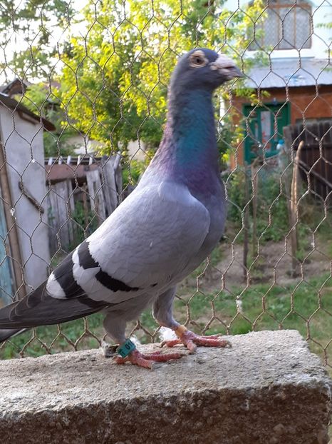  - A-2 Masculi matca pentru 2020- Baltati-Aarden Vineti-Fabry