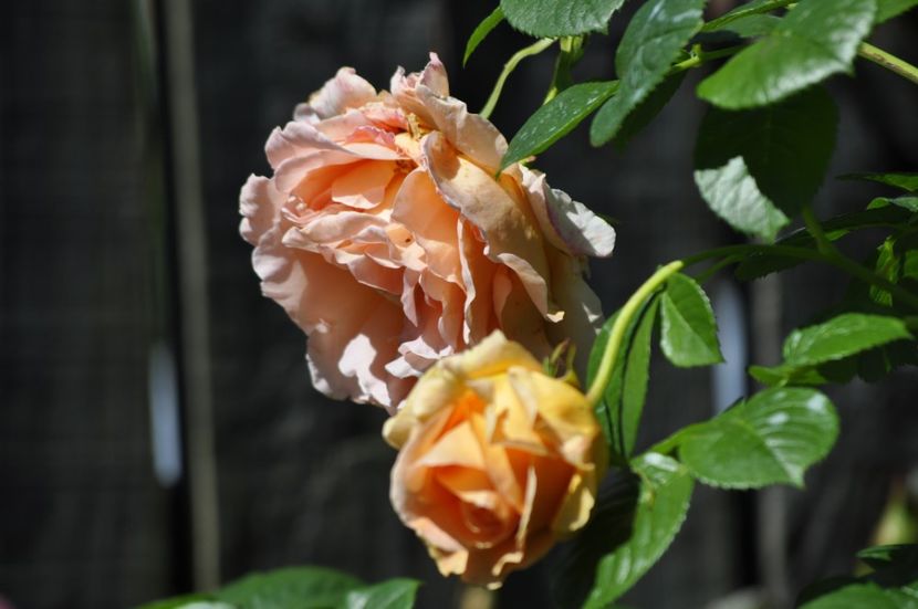 _DSC0232 - VARA 2021