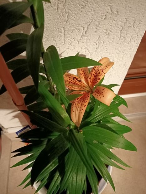 7.06.2021-Tigrinum - 1 Achiziție nouă