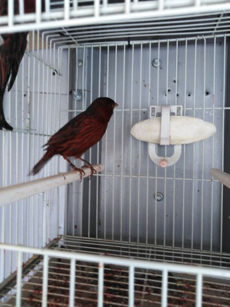  - Canari