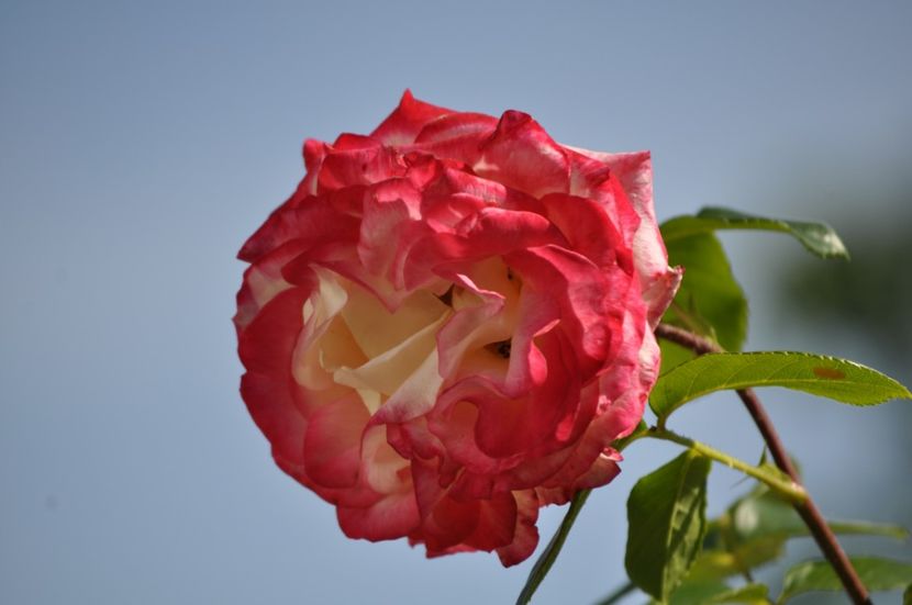 _DSC0278 - VARA 2021_1