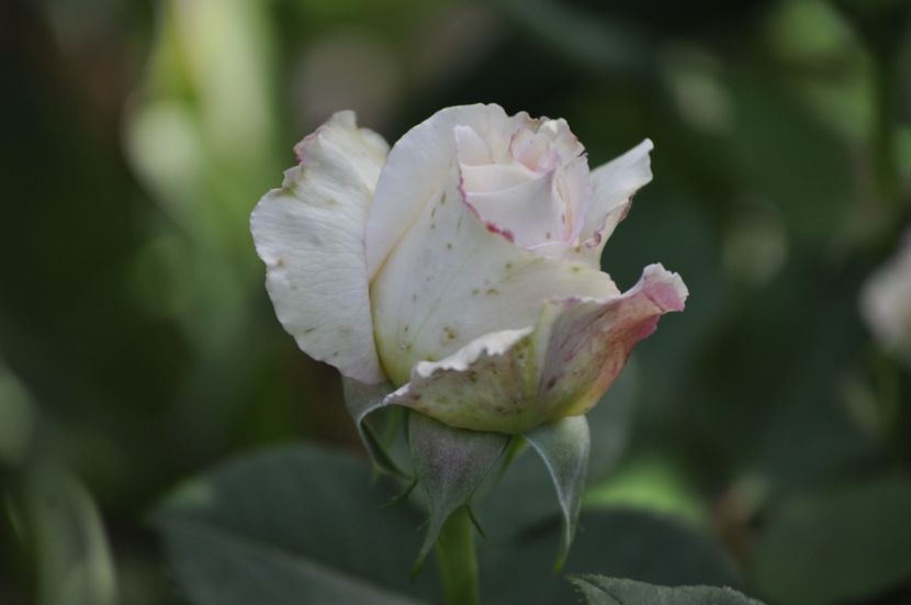 _DSC0282 - VARA 2021_1