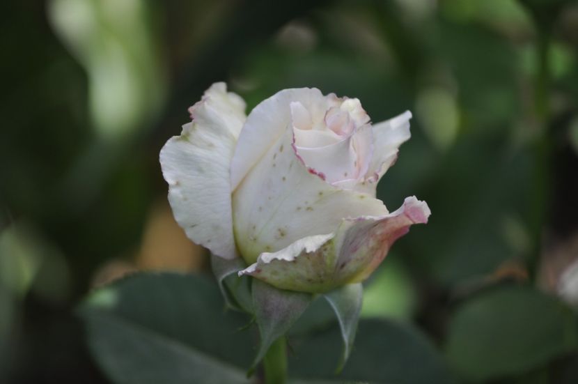 _DSC0284 - VARA 2021_1