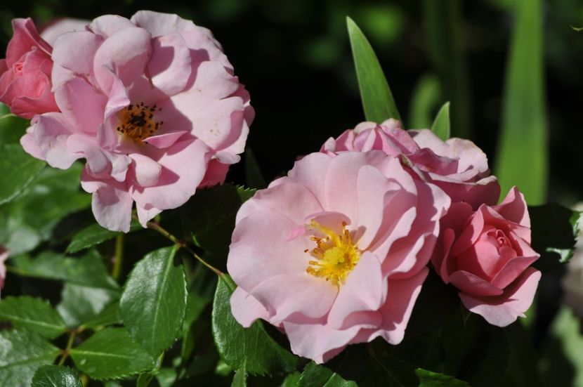 Multumesc Doamnei Flora - VARA 2021_1