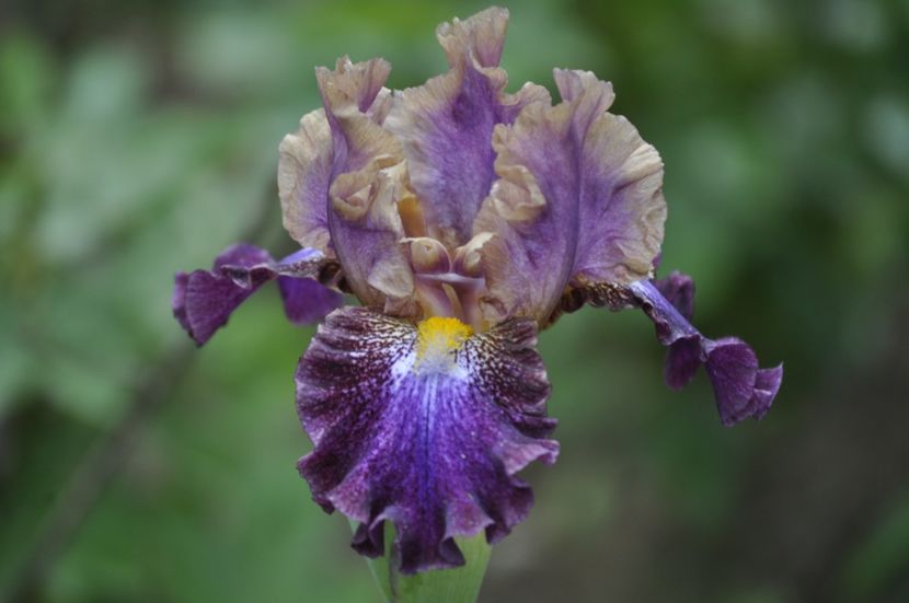 5 - IRISI DE VANZARE 2021