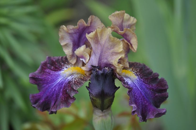 5 - IRISI DE VANZARE 2021