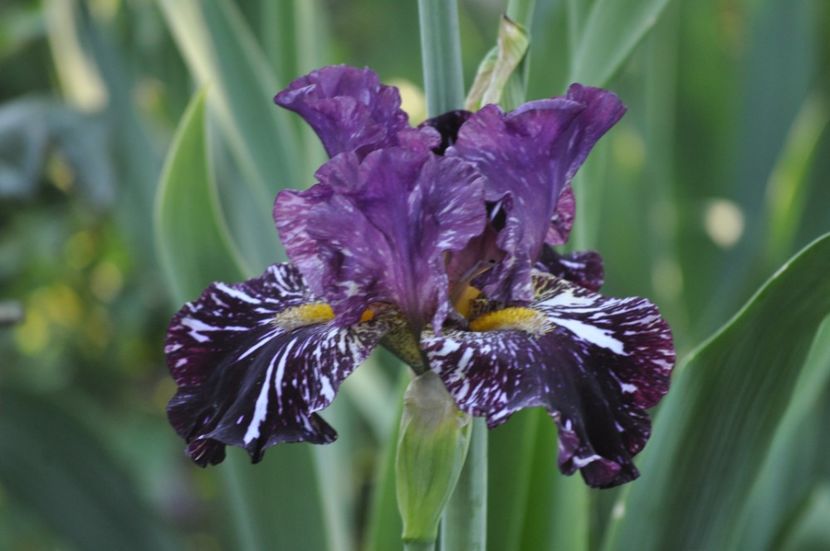 I22 = 12 - IRISI DE VANZARE 2021