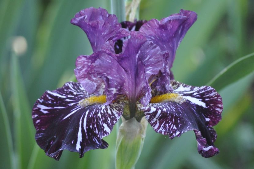 I22 = 12 - IRISI DE VANZARE 2021