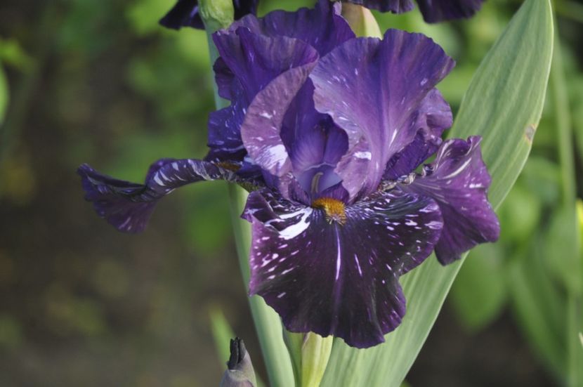  - IRISI DE VANZARE 2021