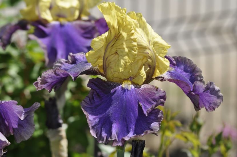 _DSC0168 - IRISI DE VANZARE 2021