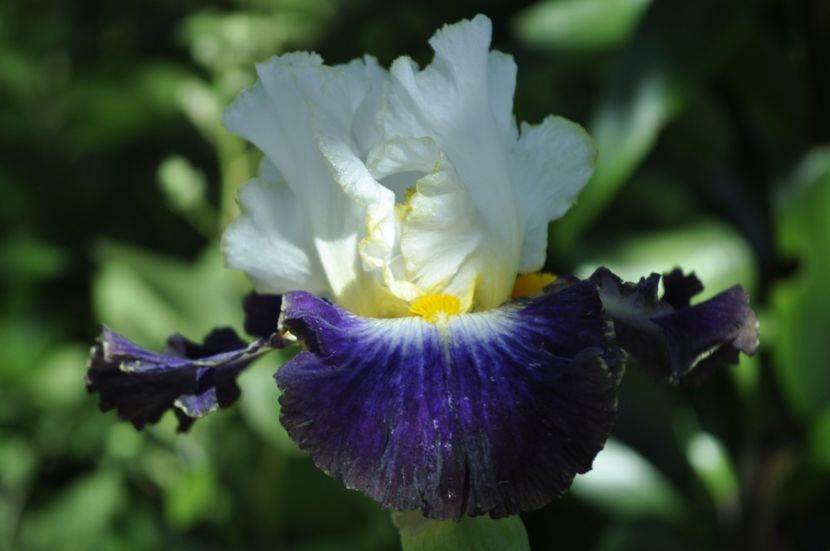 i35 = 18ron GILDED ROBE - IRISI DE VANZARE 2021